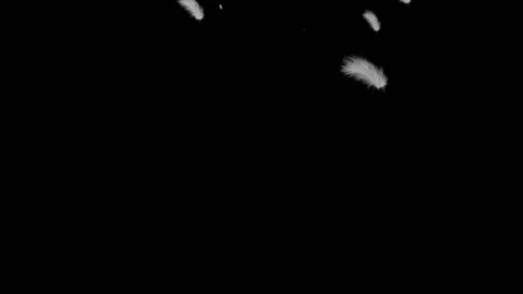 White fluffy feathers fly in the air on a black background Video stock 99125614