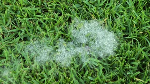 White fluffy flower on grass with dew drop. Stock Footage 309022661