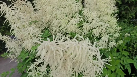 White Fluffy Flowers Blooming in Spring Stock Footage 312550929