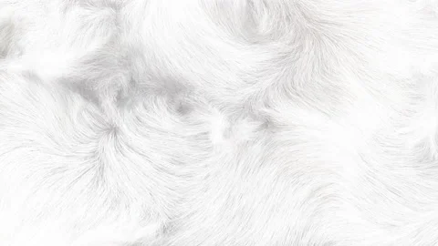 White Fluffy Fur Background Stock Footage 144211161