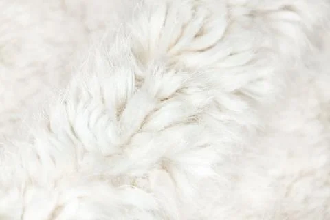 White fluffy fur Stock Photos