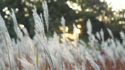 White fluffy grass swaying in the sunset Stock Footage 107206404