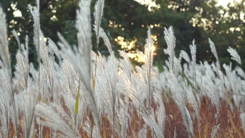 White fluffy grass swaying in the sunset Stock Footage 107206520