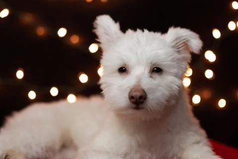 A white, fluffy, grumpy looking mixed breed dog on a black background with li Stock Photos