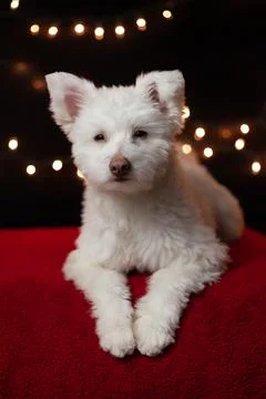 A white, fluffy, grumpy looking mixed breed dog on a black background with li Stock Photos
