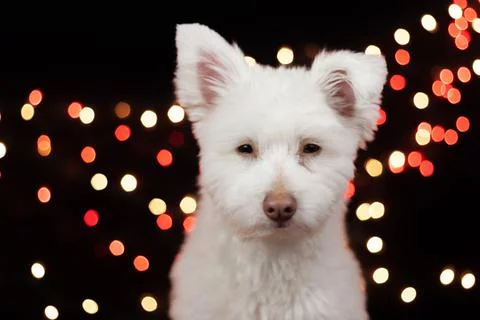 A white, fluffy, grumpy looking mixed breed dog on a black background with li Stock Photos
