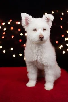 A white, fluffy, grumpy looking mixed breed dog on a black background with li Stock Photos