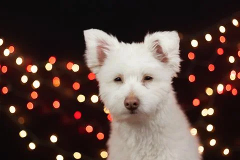A white, fluffy, grumpy looking mixed breed dog on a black background with li Stock Photos