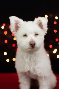 A white, fluffy, grumpy looking mixed breed dog on a black background with li Stock Photos