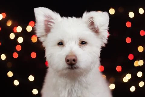A white, fluffy, grumpy looking mixed breed dog on a black background with li Stock Photos