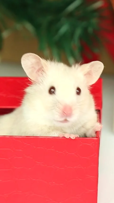 A white, fluffy hamster opens the lid of a gift box near the Christmas tree Vídeo Stock 253602979