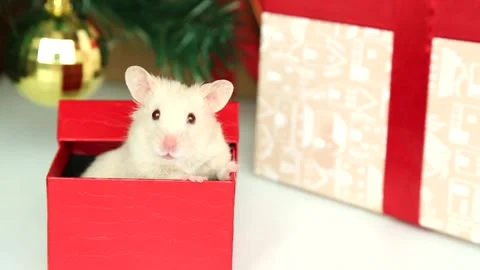 A white, fluffy hamster opens the lid of a gift box near the Christmas tree Stock Footage 254094738