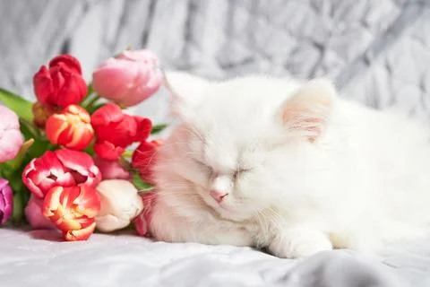 A white fluffy kitten sleeps on a bedspread next to a fresh bouquet of multi Stock Photos