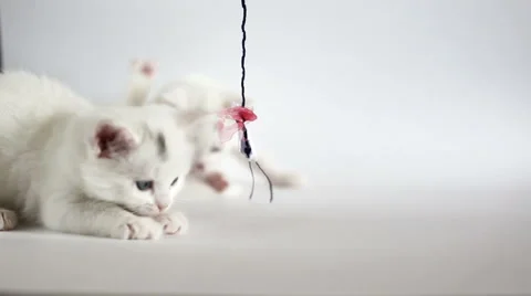 White fluffy kittens are having fun Stockbeeldmateriaal 60049646