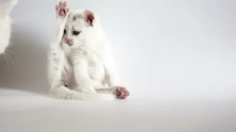White fluffy kittens are having fun Stock Footage 60945077