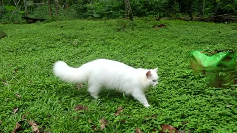 White fluffy Persian cat walking in grassy field Stock Footage 252415729
