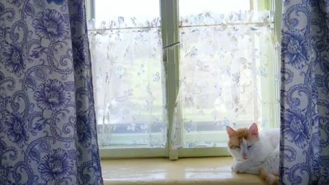 White fluffy pet cat on a window sill, idyllic cottage window, peaceful, calm Stock Footage 190528663