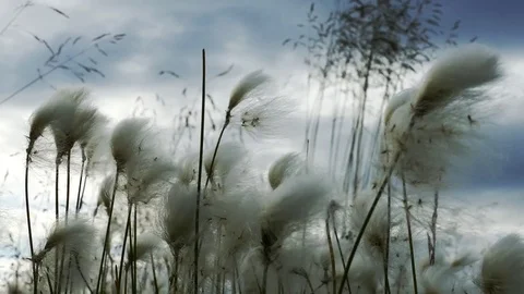 White fluffy plants swaying on the wind, close up. Stock Footage 84174685