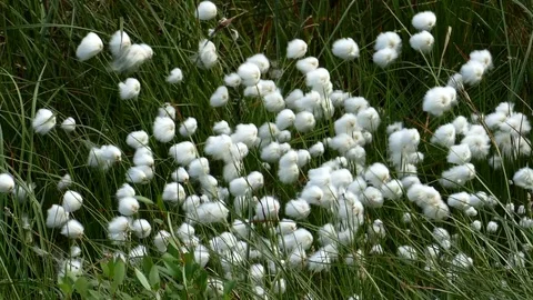 White fluffy polar plants swaying in the wind. Stock Footage 84174341