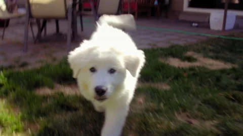 White fluffy pup follows camera Stock Footage 63244599
