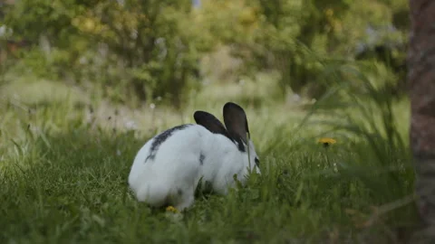 A white fluffy rabbit with big ears eats green grass Stock Footage 261422812