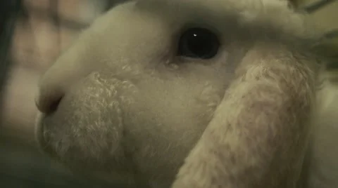 White Fluffy Rabbit Face - Extreme Closeup Stock Footage 62945540