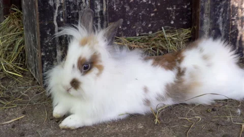 White fluffy Rabbit Stock Footage 147245184