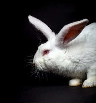 White fluffy rabbit Stock Photos