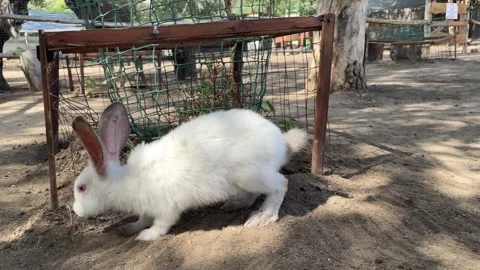 A white fluffy rabbit runs on the ground and eats. Cute and beautiful hare on Stock Footage 248779361