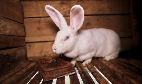 White fluffy rabbit sits in a cage. Breeding and feeding rabbits. Stock Photos