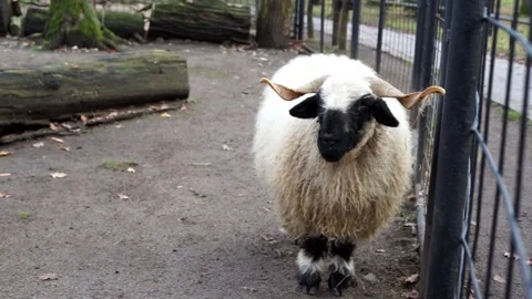 White fluffy ram beautiful ram Stock Footage 259124159