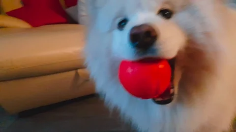 White fluffy Samoyed playing with a red ball with an operator 動画素材 109547530