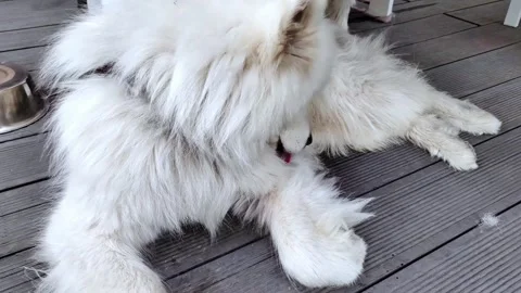 White fluffy samoyed spitz dog on a walk. Video stock 286143148