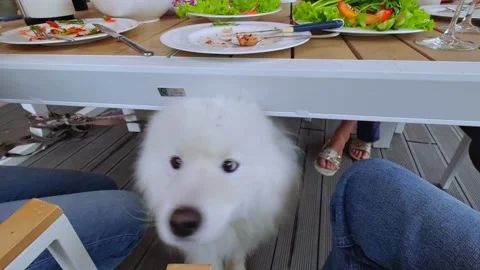 White fluffy samoyed spitz dog on a walk. Stock Footage 287119304