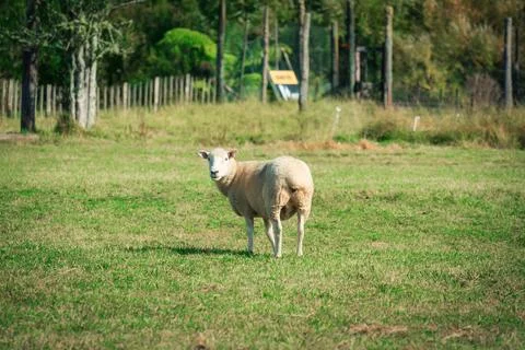 White fluffy sheep looking at camera on meadow in farmland Stock Photos