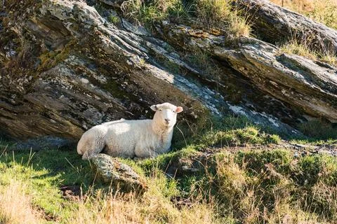 A white fluffy sheep lying on the grass next to large rock on hill Stock Photos