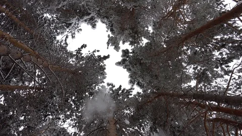 White fluffy snow falls in the forest. Coniferous trees are covered with snow Stock Footage 121922622