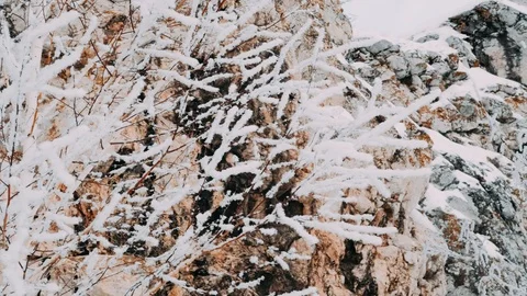 White fluffy snow falls in the forest. Festive mood. Coniferous trees are covere Stock Footage 122552989