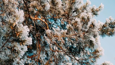White fluffy snow falls in the forest. Festive mood. Coniferous trees are covere Stock Footage 122555438