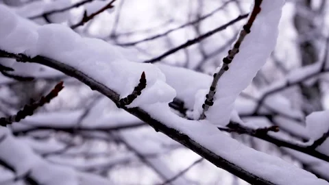 White fluffy snow on tree branches. Snowy Winter Scene Stock Footage 252756253