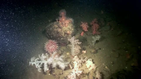 White fluffy soft coral and anemone underwater on seabed of White Sea. Stock Footage