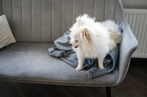 A white fluffy spitz sits on a gray sofa Stock Photos