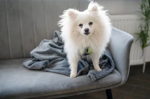 White fluffy spitz sits on a gray sofa. Stock Photos