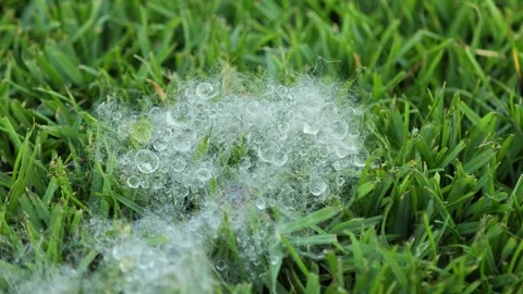 White fluffy thing on grass. Stock Footage 309022641