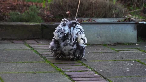 White fluffy weird chicken close up walking Video stock 233292374