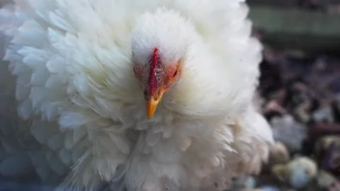 White fluffy weird chicken close up cleaning outside Video stock 233292389