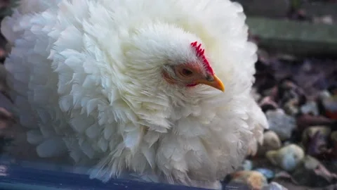 White fluffy weird chicken close up cleaning outside Video stock 233292420