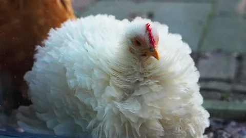 White fluffy weird chicken close up cleaning outside Video stock 233292451
