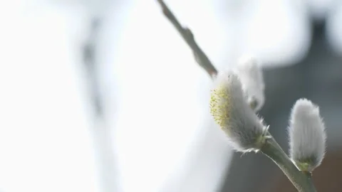 White fluffy willow buds on a branch close-up. Sunny day. Spring Stock Footage 266067884