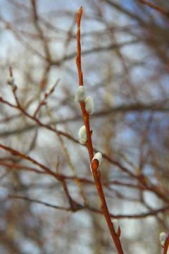White fluffy willow buds on thin branches of brown-orange color. The concept of Stock Photos